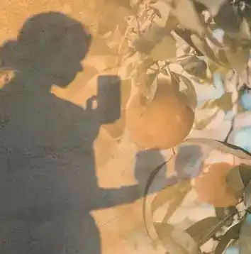 Followus