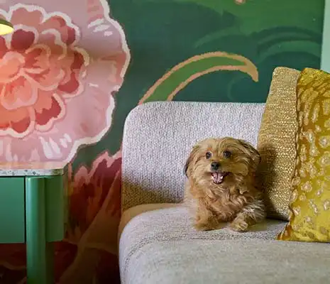 Pet Friendly Room 1