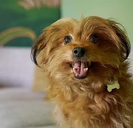 Pet Friendly Hotel 