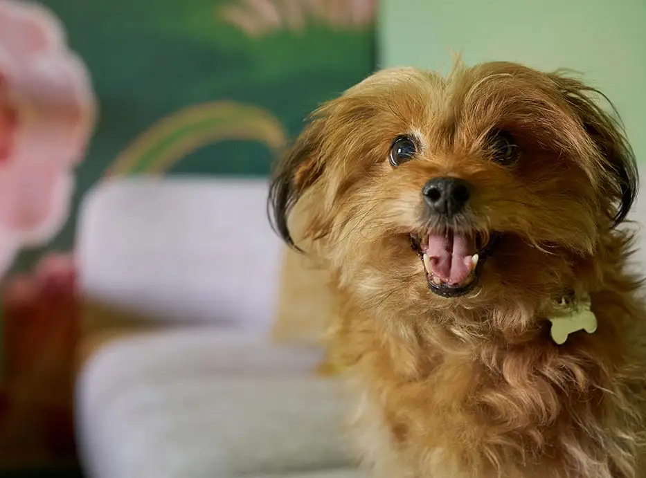 Pet Friendly Hotel