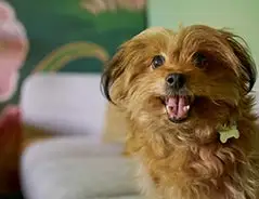 Pet Friendly Rooms